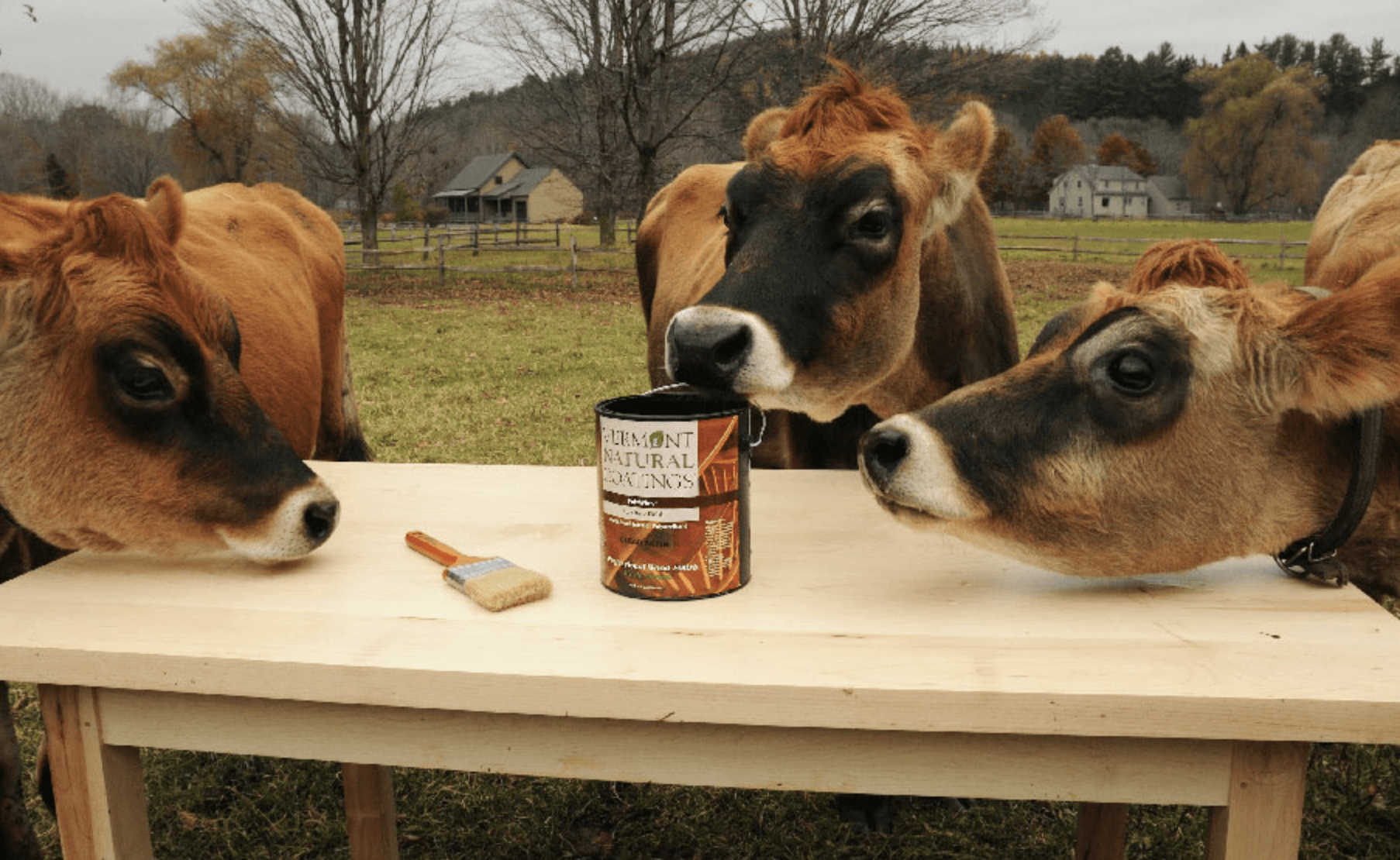 牛環遊野餐 看佛蒙特自然調料罐頭和刷畫刷